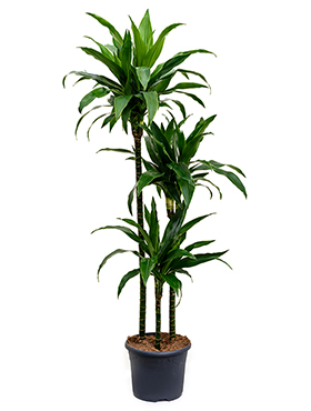 Dracaena Janet Craig (Traakkipuu) 140-160 cm